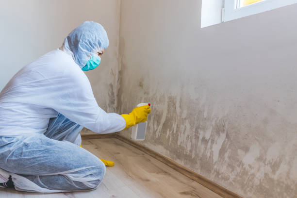 Licensed Basement Mold Removal service in Millersburg, PA - WQB Mold Removal