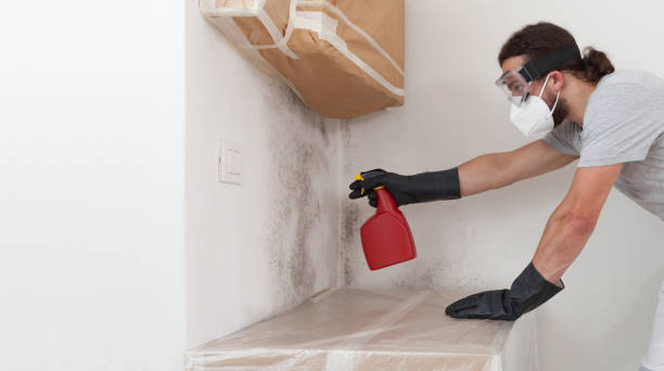 Professional Basement Mold Removal technician working in Millersburg, PA